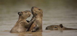 capybara